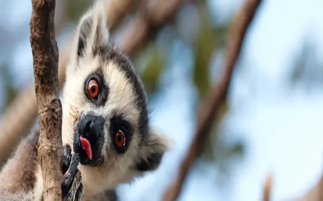 RAINBOW franšizinis biuras