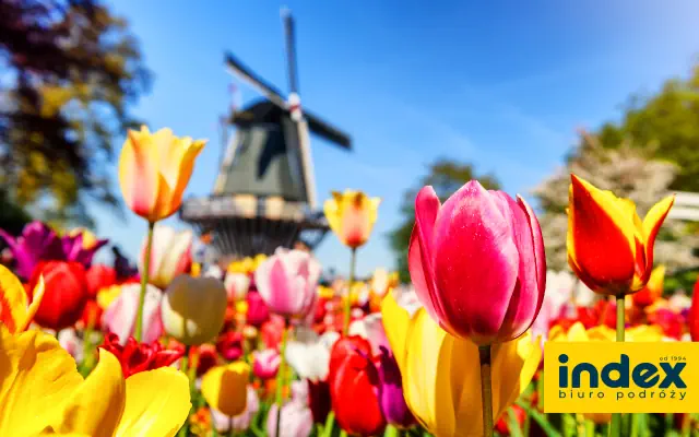 Festiwal Tulipanów i Amsterdam